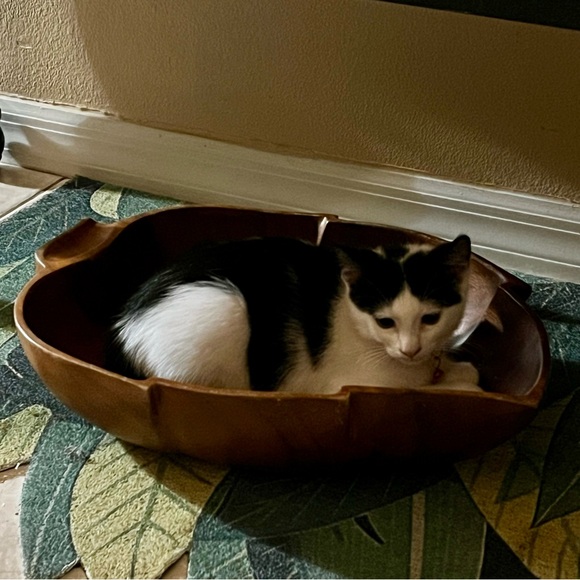 Giant Teakwood Leaf Bowl - Fruit Bowl - Centerpiece Bowl - Decorative Fall Bowl - Picture 7 of 7